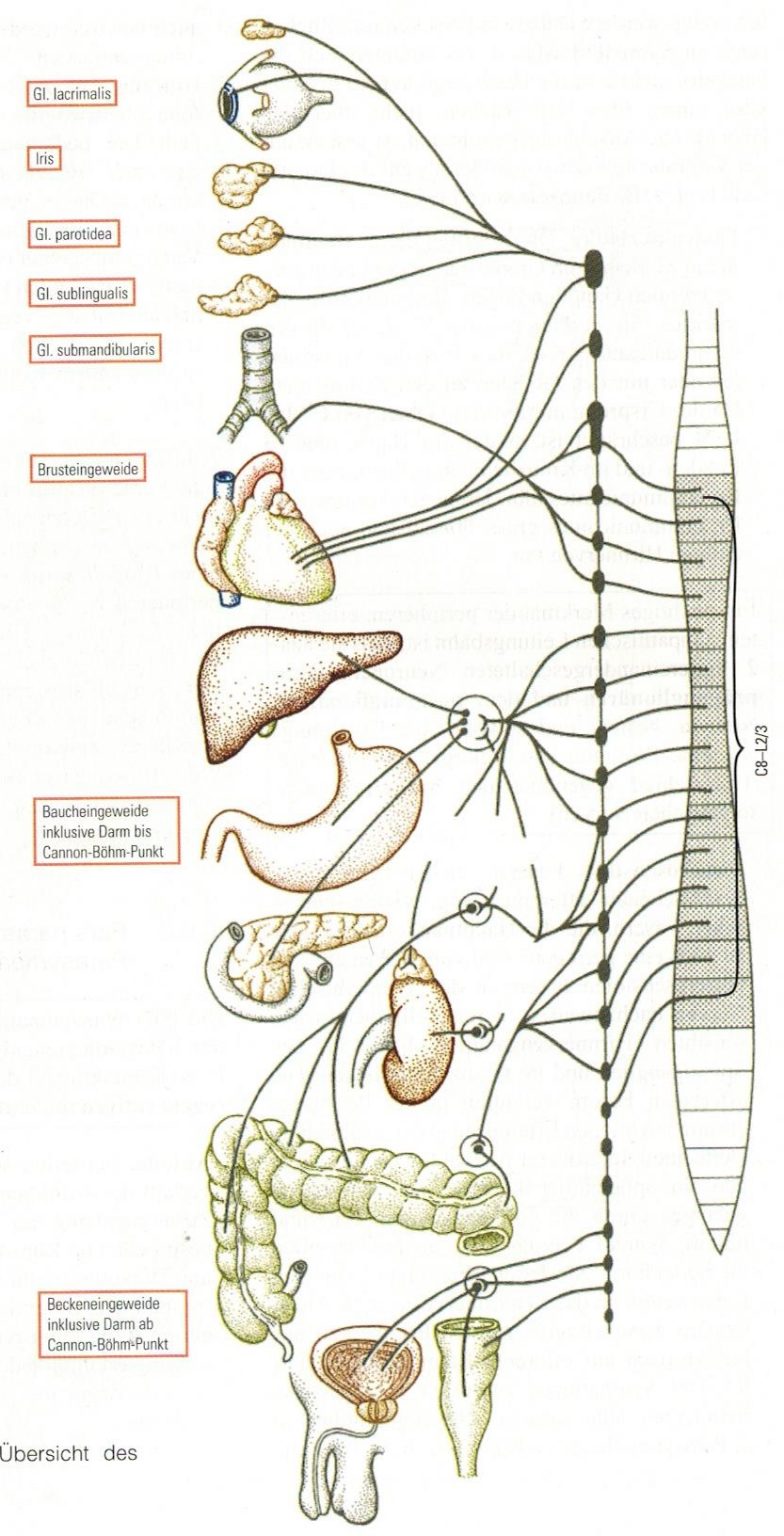 Anatomie des vegetativen Nervensystems (Sympathikus und Parasympathikus ...