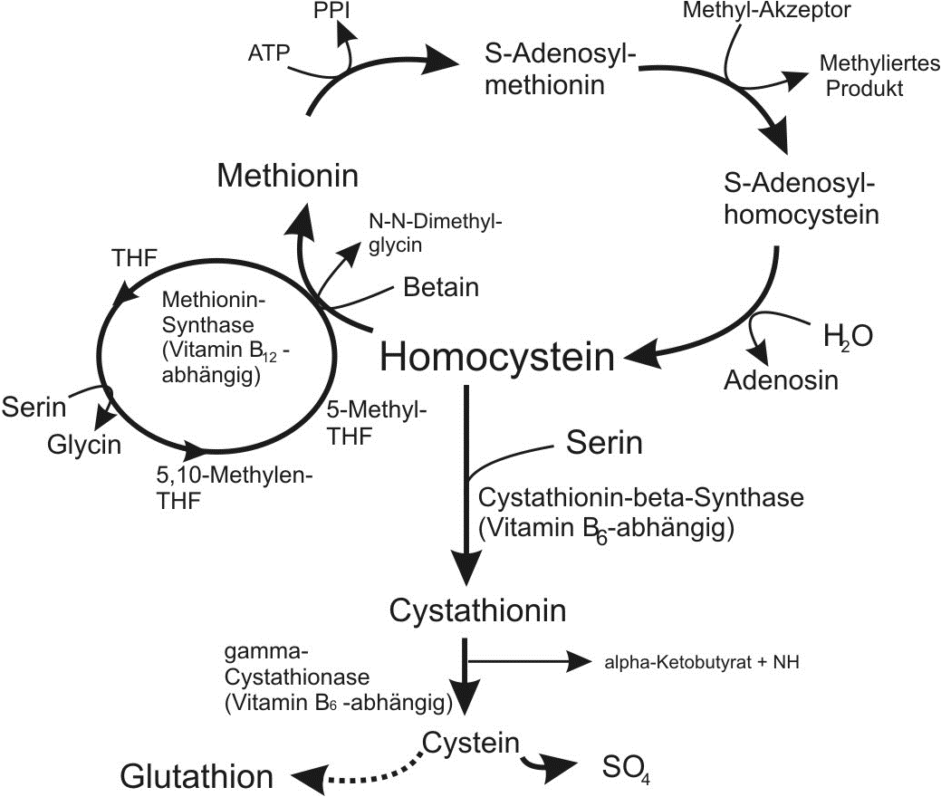 Störung des HomocysteinStoffwechsels (Hyperhomocysteinämie